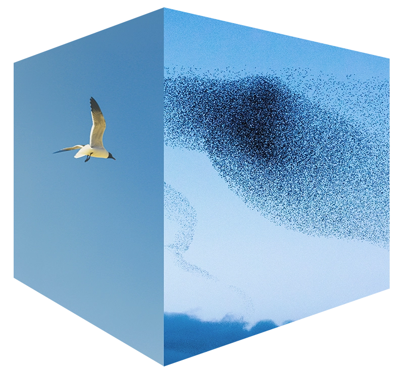 Singular to Collective | Praesta Executive coaching